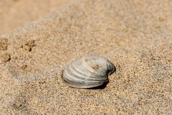 Sea Shell Beach Natural Background — Stock Photo, Image