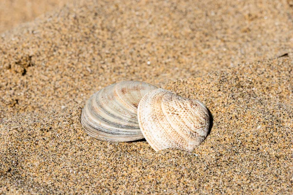 Sahilde deniz kabukları, doğal arka plan.