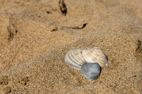 Muscheln Strand Vor Natürlichem Hintergrund — Stockfoto