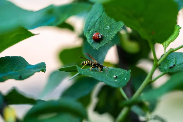 아름다운 무당벌레와 말벌의 — 스톡 사진