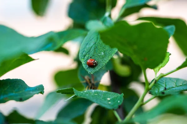 Gros Plan Une Belle Coccinelle Une Guêpe Sur Des Feuilles — Photo