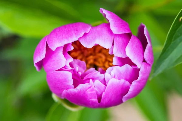 Vacker Pion Blomma Trädgården — Stockfoto