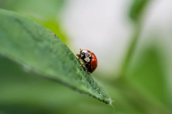 Ladybug Leaf — Stock Photo, Image