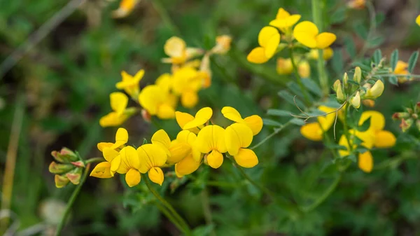 Bellissimi Fiori Colpo Botanico — Foto Stock