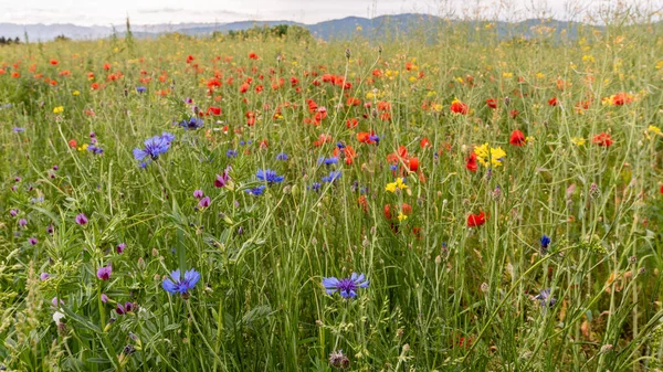 Beautiful Wildflowers Blooming Summer Meadow — Stock Photo, Image