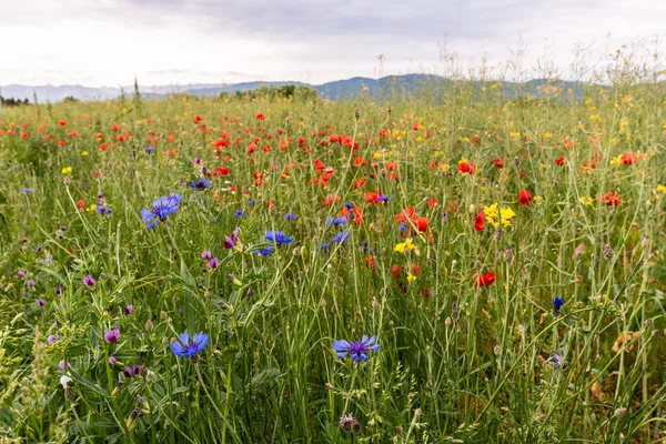 Beautiful Wildflowers Blooming Summer Meadow — Stock Photo, Image