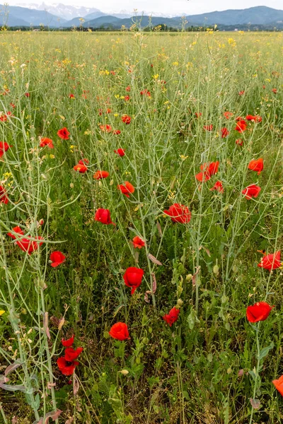 Belles Fleurs Sauvages Fleurissant Sur Prairie Été — Photo