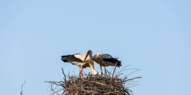 Parktaki yuvadaki leylekler