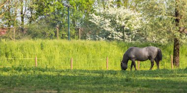 At yeşil alanda otluyor.