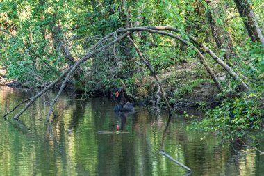 Ormanda küçük bir nehir.
