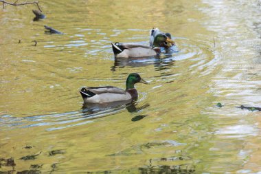 Ördekler gölde yüzer.