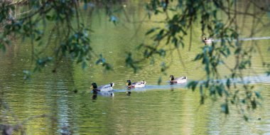 Ördekler suda yüzer.
