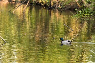 Güzel beyaz ördek gölde