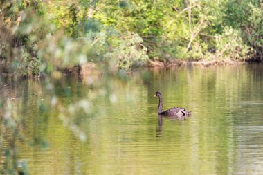 Sudaki bir kuğunun güzel bir görüntüsü