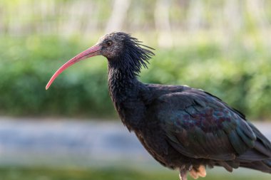 Gagalı siyah taçlı vinç.