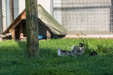 Çimlerin üzerinde iki genç ördek