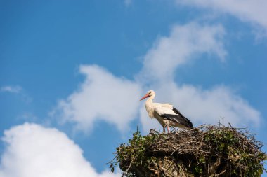 Mavi gökyüzü arka planındaki leylek