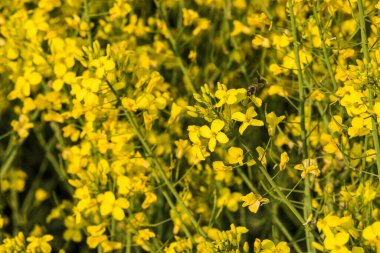 Bahçedeki sarı çiçekler