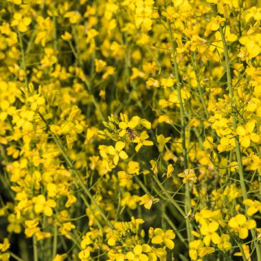 Sarı çiçekler tarlada