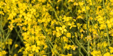 Bahçedeki sarı çiçekler