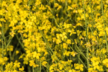 Bahçedeki sarı çiçekler