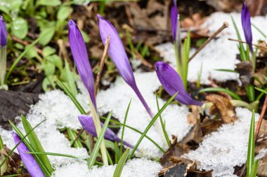 Ormanda kar ve buz, botanik çekim 