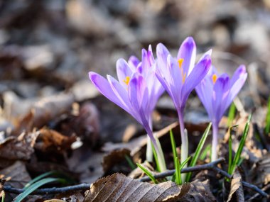 Ormanda, doğa arka planında güzel çiçekler