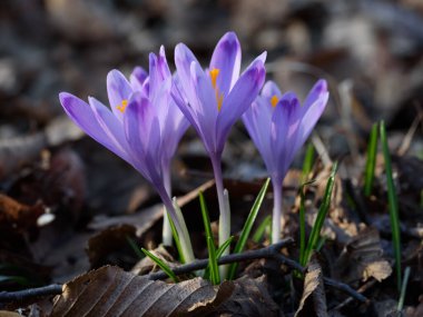 Ormanda, doğa arka planında güzel çiçekler