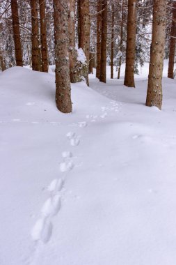 İtalya 'nın dağlarındaki Sappada köyünde kış manzarası