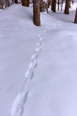 İtalya 'nın dağlarındaki Sappada köyünde kış manzarası