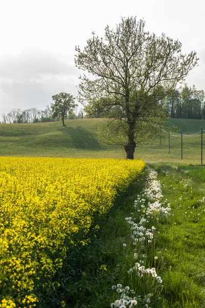 Krásná Krajina Polem Žlutých Květin — Stock fotografie