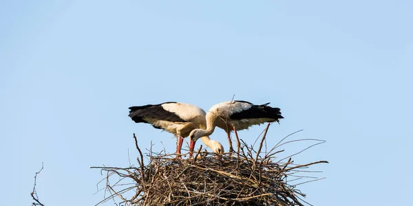 Storch Auf Dem Nest — Stockfoto