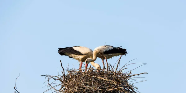 Stork Nest — Stock Photo, Image