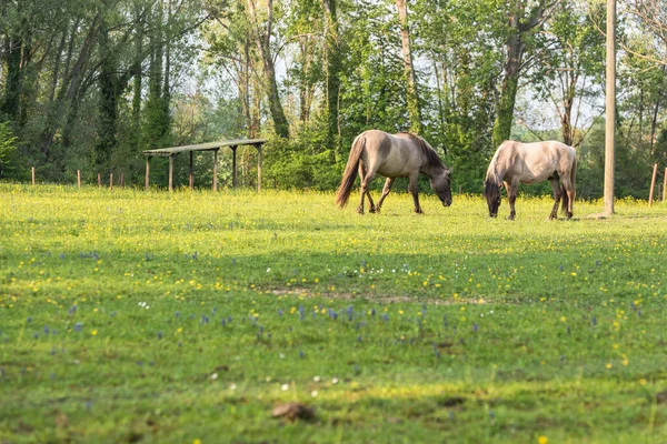 Cavalos Que Pastam Pasto Verde Prado Dia Verão — Fotografia de Stock