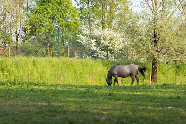 Cavalo Pastando Sobre Campo Verde — Fotografia de Stock
