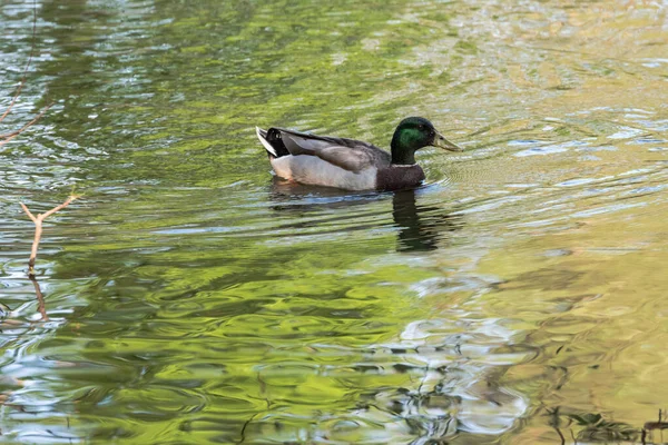 Anatra Sul Lago — Foto Stock