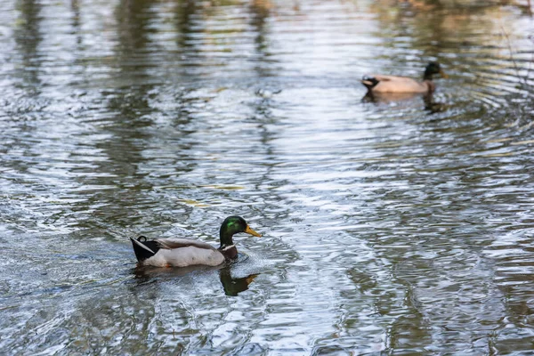 Ducks Lake — Stock Photo, Image