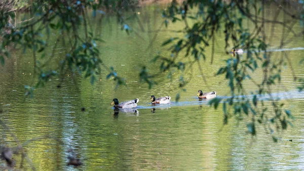 Утки Плавают Озере — стоковое фото