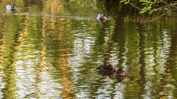 Anatre Sul Lago — Foto Stock