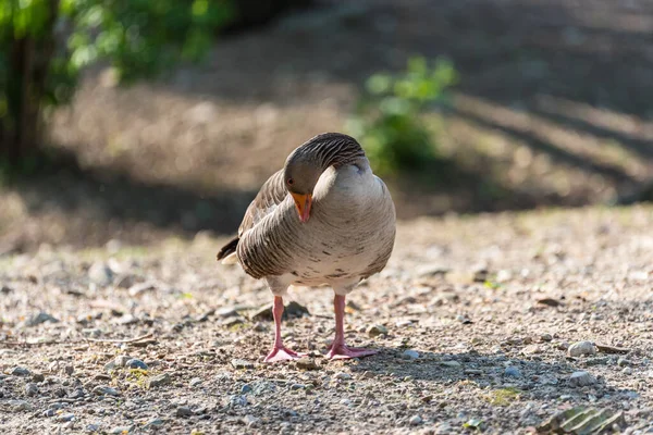 Primo Piano Bellissimo Uccello — Foto Stock