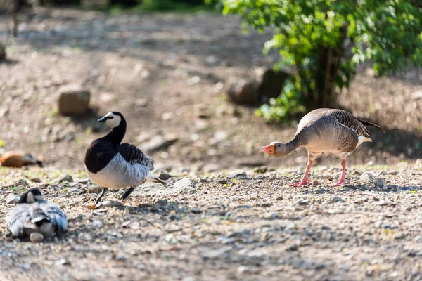 Grupo Patos Suelo — Foto de Stock