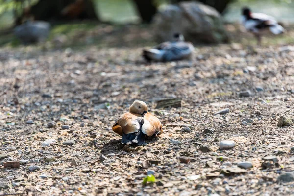 Groupe Canards Dans Parc — Photo