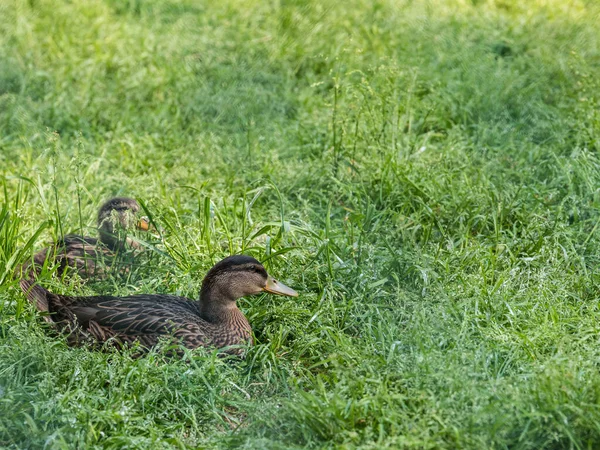 Két Fiatal Kacsa Fűben — Stock Fotó