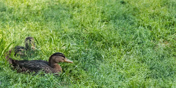 Two Young Ducks Grass — Stock Photo, Image