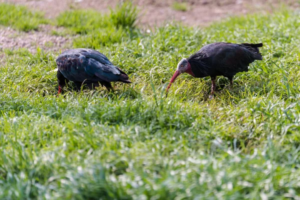 Ett Par Fåglar Gräset — Stockfoto