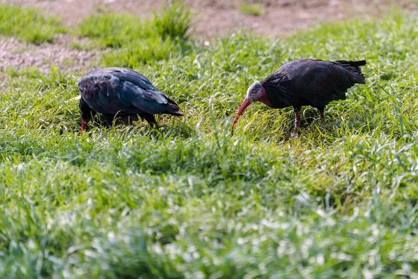 Une Paire Oiseaux Dans Herbe — Photo