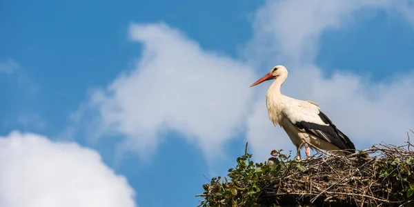 Stork Nest Tree Sky — Stock Photo, Image