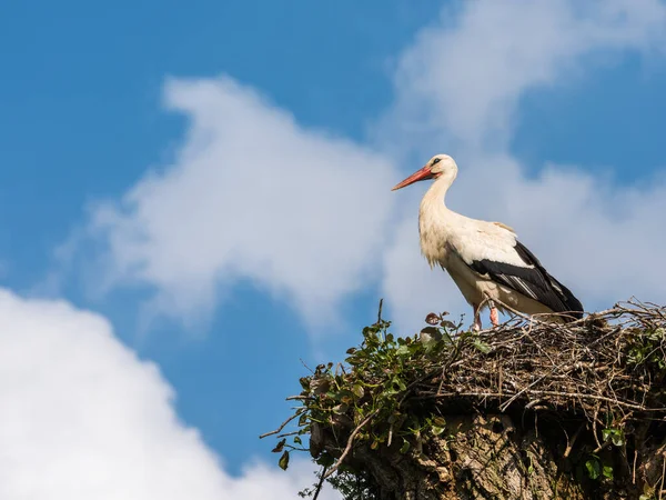 青い空を背景に巣の中のコウノトリは — ストック写真