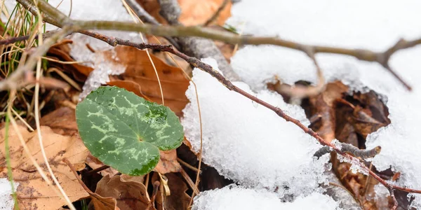 森の中の雪と氷植物は — ストック写真