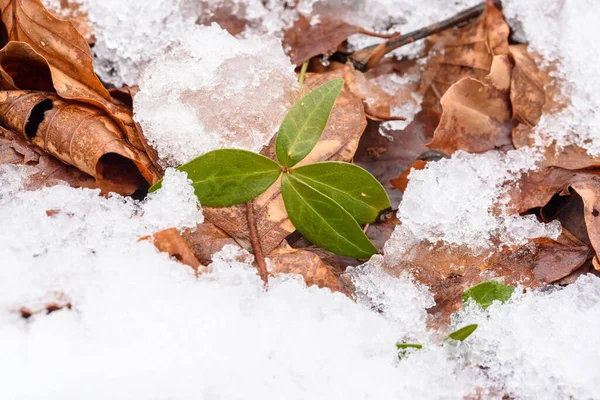 Nieve Hielo Bosque Tiro Botánico — Foto de Stock